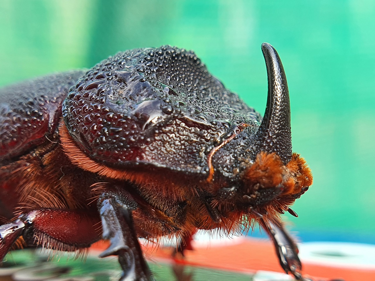 How Climate Change Drives Beetle Population Booms